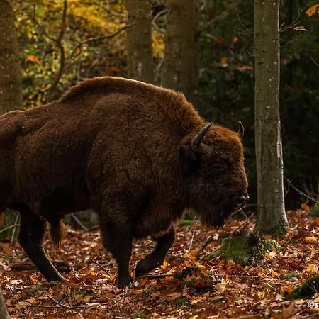 The 'loft' Apartment- 